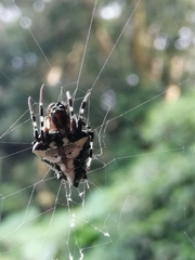 Verrucosa