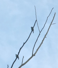 Merops viridis