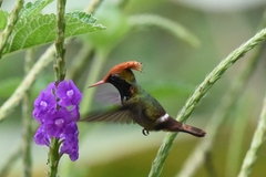 Lophornis stictolophus