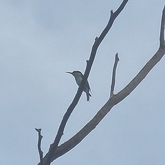 Merops viridis