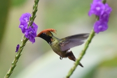 Lophornis stictolophus