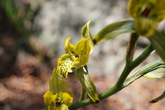 Chloraea