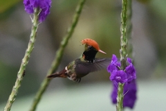 Lophornis stictolophus