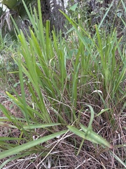 Stenotaphrum secundatum