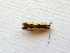 Ardozyga catarrhacta