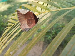 Lepidoptera