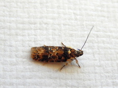Ardozyga sodalisella