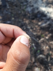 Oreodera brailovskyi