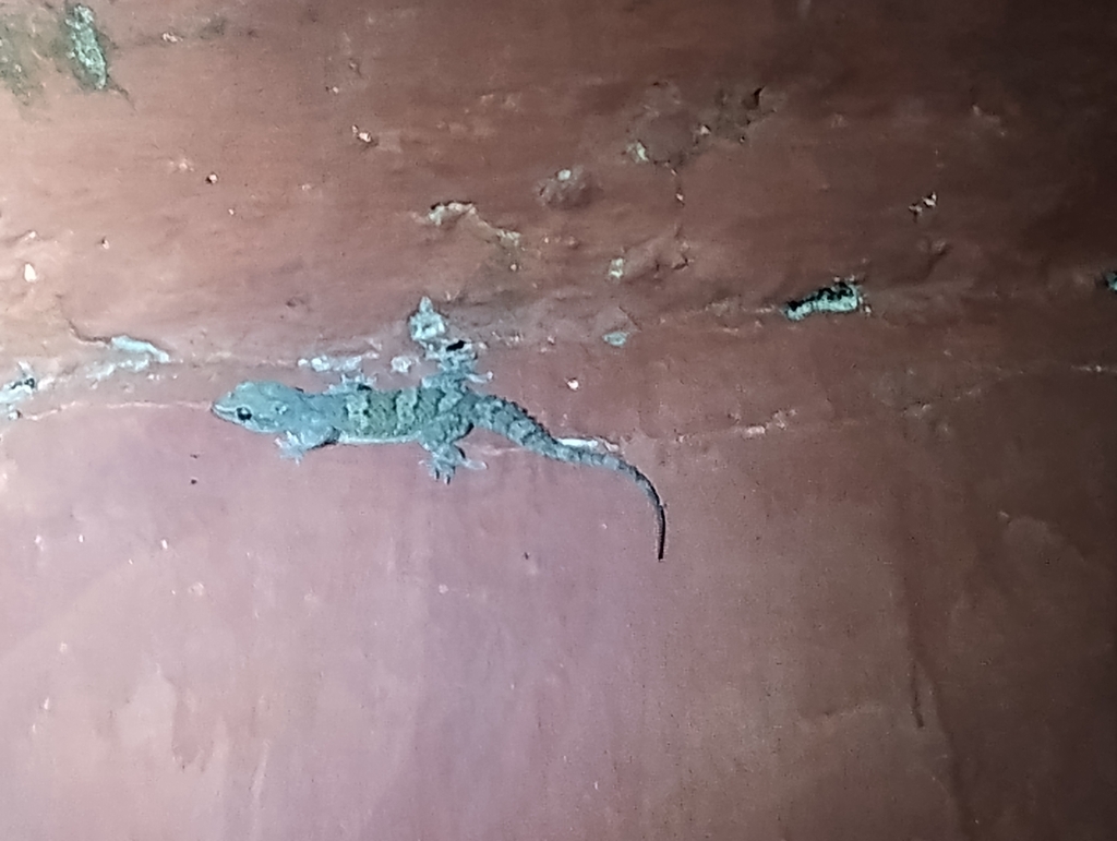 Kanger valley rock gecko