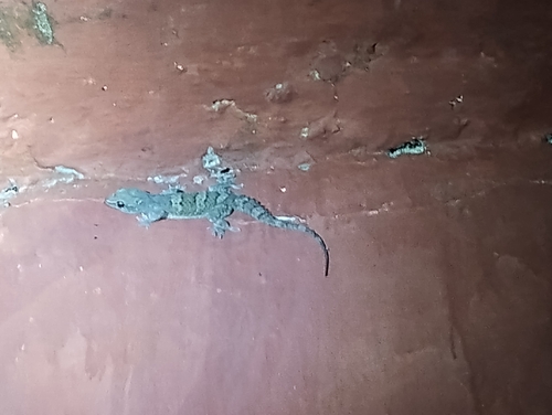 Kanger valley rock gecko