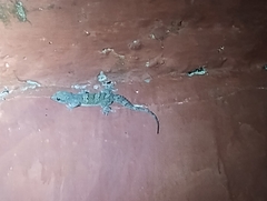 Hemidactylus kangerensis