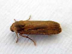 Athetis tenuis