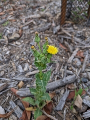 Sonchus asper