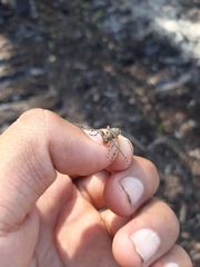 Oreodera brailovskyi