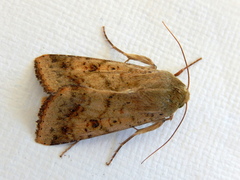 Australothis rubrescens