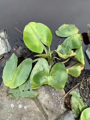 Nuphar lutea