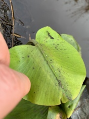 Nuphar lutea
