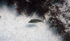 Canthigaster callisterna