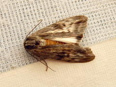 Capusa cuculloides