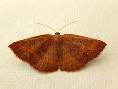 Casbia melanops