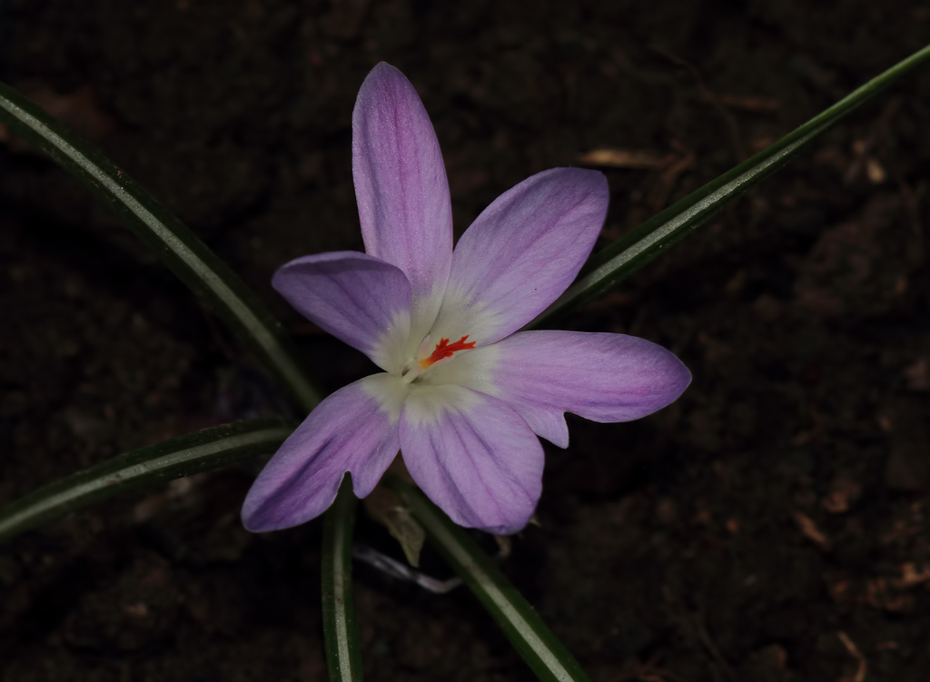 Crocus adanensis