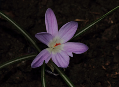 Crocus adanensis