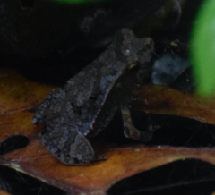 Rhinella margaritifera