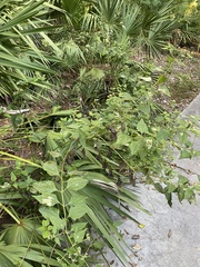 Mikania cordifolia
