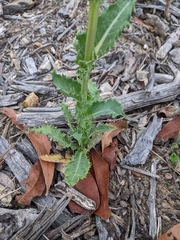Sonchus asper