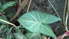 Syngonium