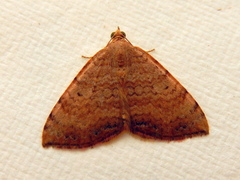 Chrysolarentia mecynata