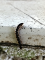 Myriapoda