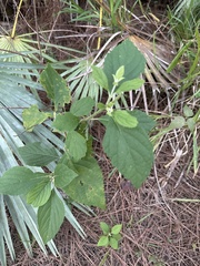 Boehmeria cylindrica