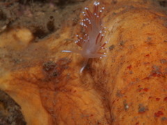 Coryphella