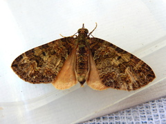 Crasilogia gressitti