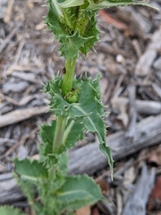 Sonchus asper