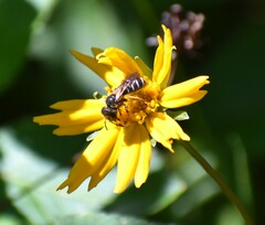 Halictus parallelus