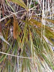 Aciphylla montana