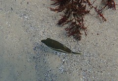 Canthigaster callisterna