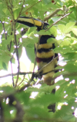 Pteroglossus pluricinctus