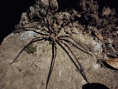 Sparassidae
