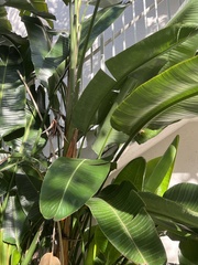 Ficus elastica