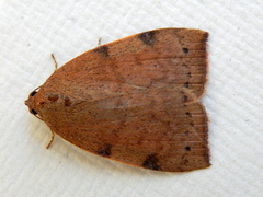 Detounda leptoplasta