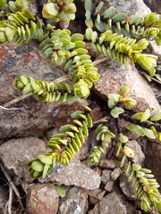 Veronica buchananii