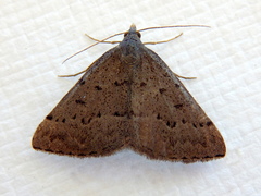 Dichromodes usurpatrix