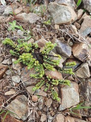 Veronica buchananii