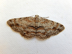 Didymoctenia exsuperata