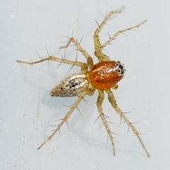 Oxyopes salticus