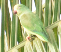 Brotogeris sanctithomae