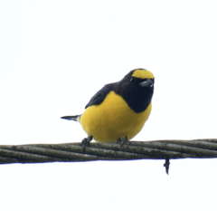 Euphonia chlorotica